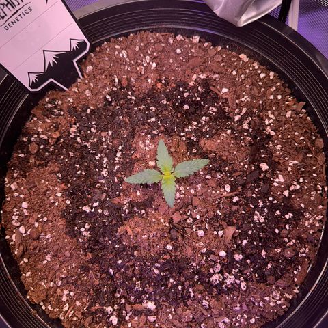 Mephisto’s Wedding  growlog timeline photo