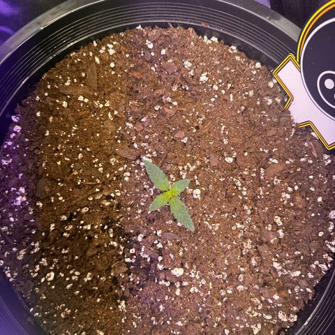 Mephisto’s Wedding  growlog timeline photo