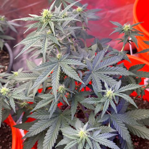 GSC growlog timeline photo