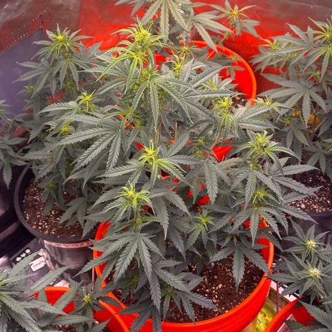 GSC growlog timeline photo