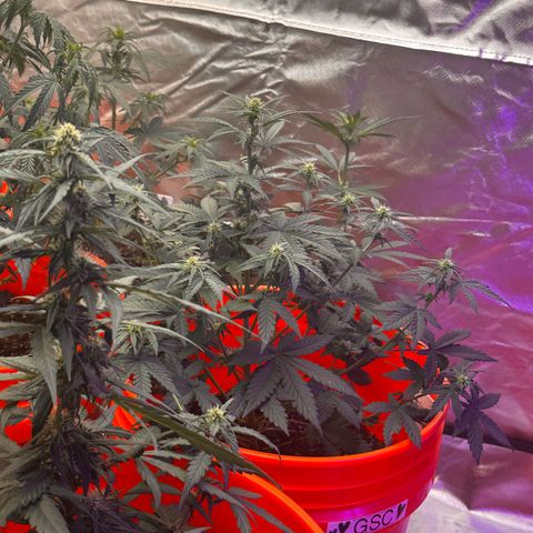GSC growlog timeline photo