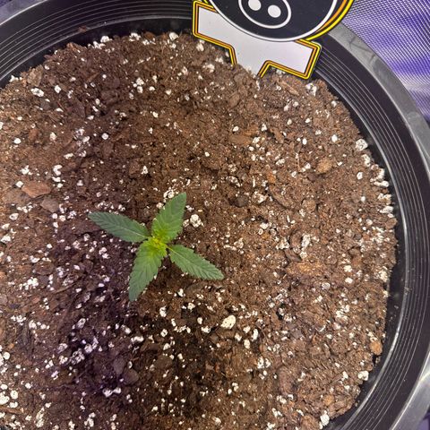 Mephisto’s Wedding  growlog timeline photo