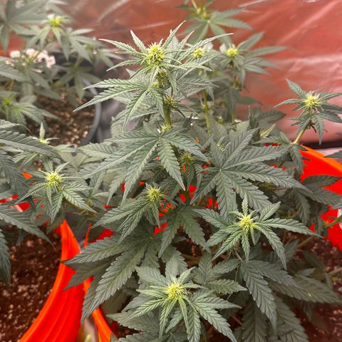 GSC growlog timeline photo