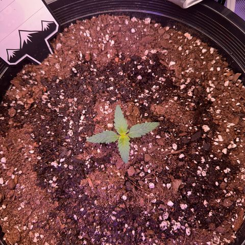 Mephisto’s Wedding  growlog timeline photo