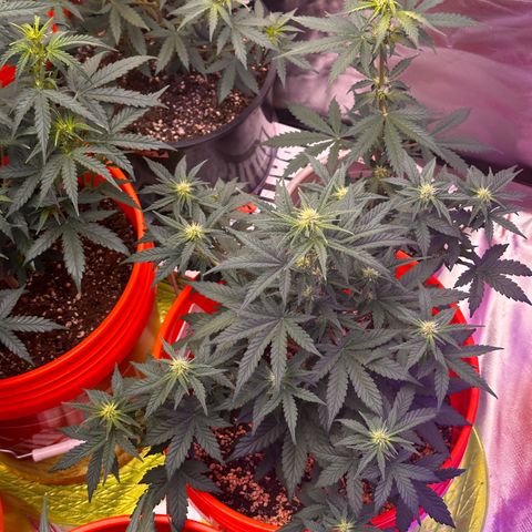 GSC growlog timeline photo