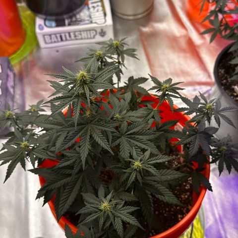 GSC growlog timeline photo