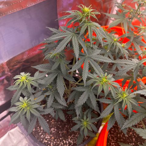 GSC growlog timeline photo