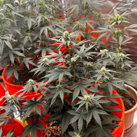 GSC growlog timeline photo
