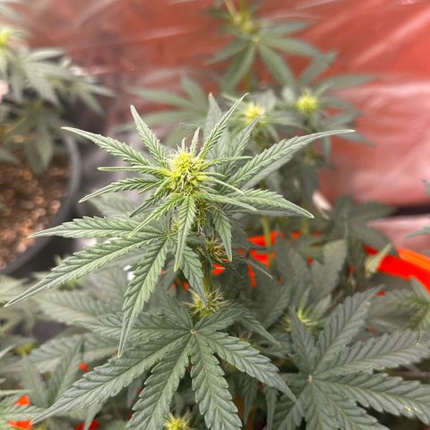GSC growlog timeline photo