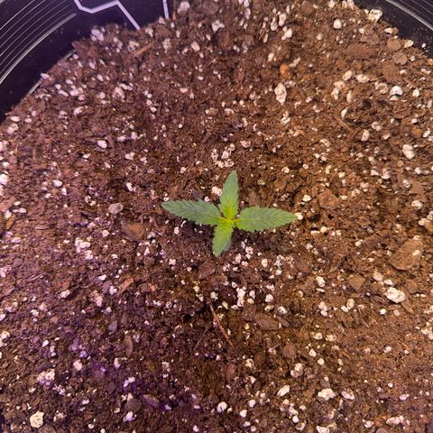 Mephisto’s Wedding  growlog timeline photo