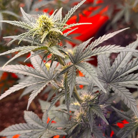 GSC growlog timeline photo