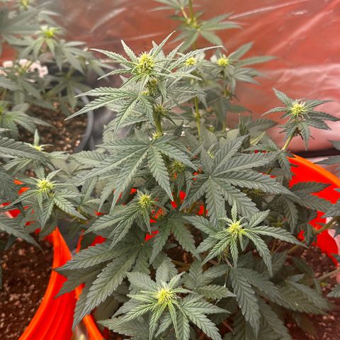 GSC growlog timeline photo