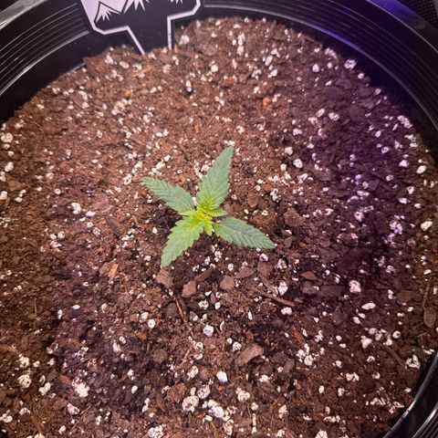 Mephisto’s Wedding  growlog timeline photo