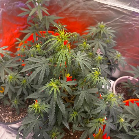 GSC growlog timeline photo