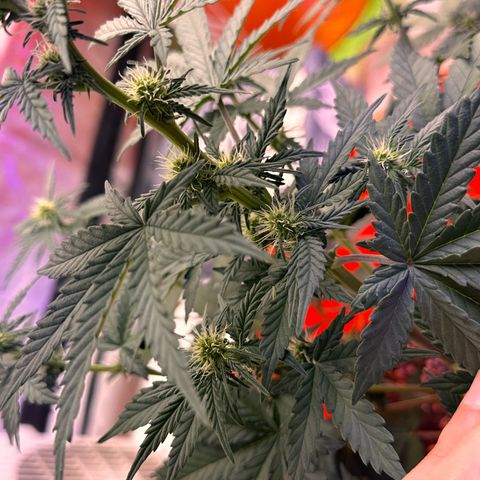 GSC growlog timeline photo
