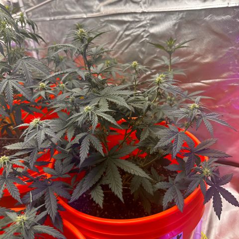 GSC growlog timeline photo