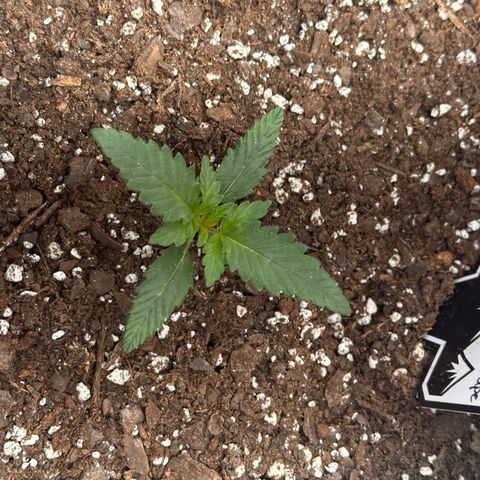 Mephisto’s Wedding  growlog timeline photo