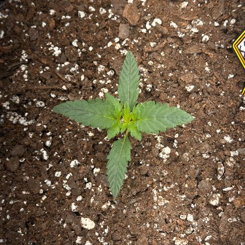 Mephisto’s Wedding  growlog timeline photo