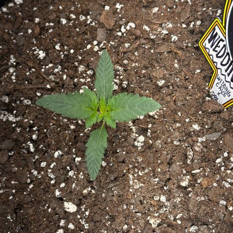 Mephisto’s Wedding  growlog timeline photo
