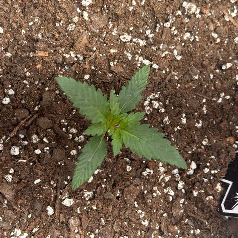 Mephisto’s Wedding  growlog timeline photo