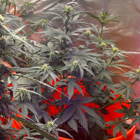 GSC growlog timeline photo
