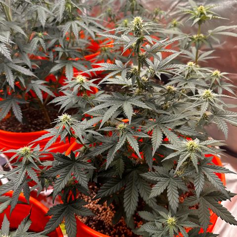 GSC growlog timeline photo