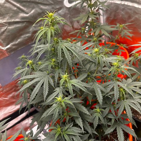 GSC growlog timeline photo