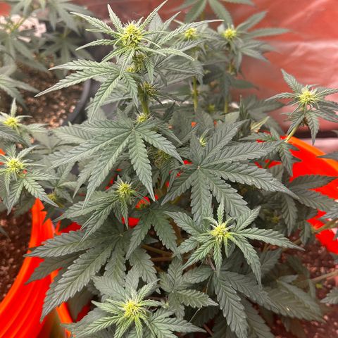 GSC growlog timeline photo