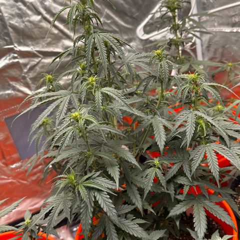 GSC growlog timeline photo