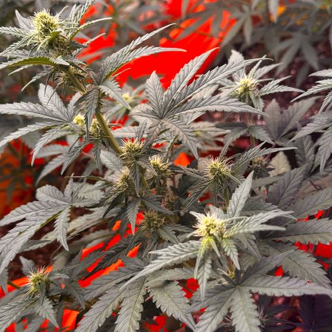GSC growlog timeline photo