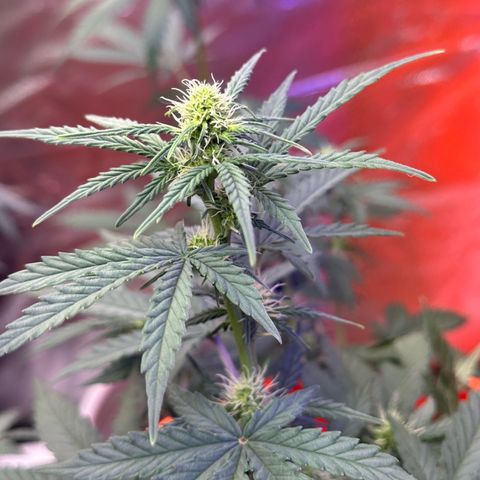 GSC growlog timeline photo