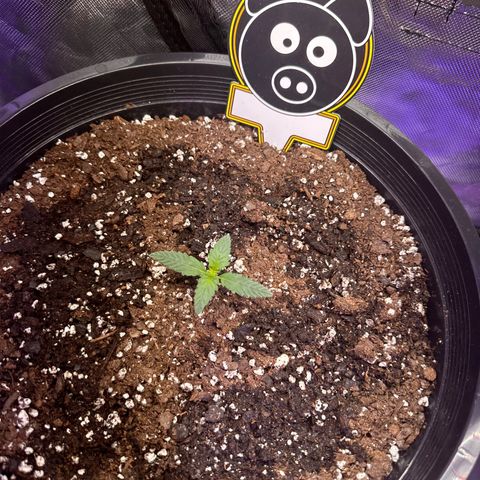 Mephisto’s Wedding  growlog timeline photo