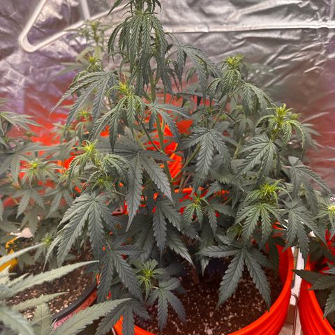 GSC growlog timeline photo