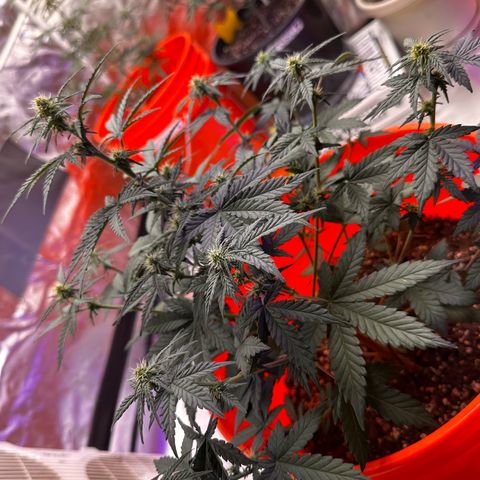 GSC growlog timeline photo