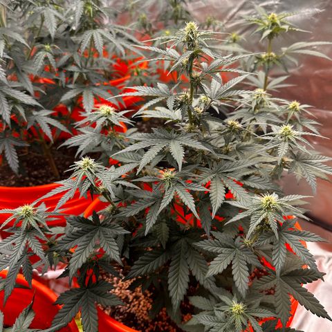 GSC growlog timeline photo