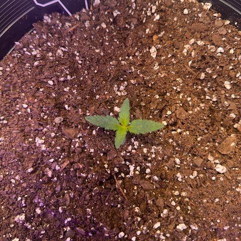 Mephisto’s Wedding  growlog timeline photo