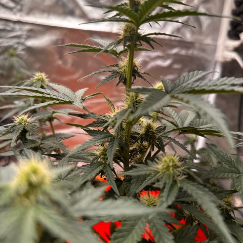GSC growlog timeline photo
