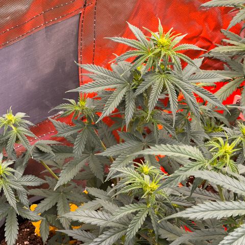 GSC growlog timeline photo