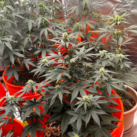 GSC growlog timeline photo