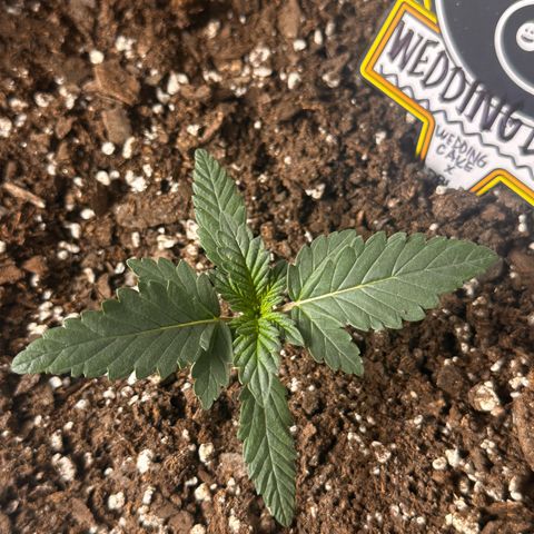 Mephisto’s Wedding  growlog timeline photo