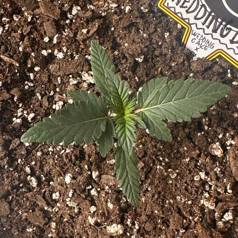 Mephisto’s Wedding  growlog timeline photo