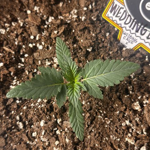 Mephisto’s Wedding  growlog timeline photo