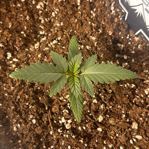 Mephisto’s Wedding  growlog timeline photo