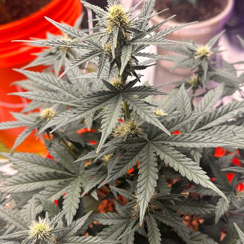 GSC growlog timeline photo