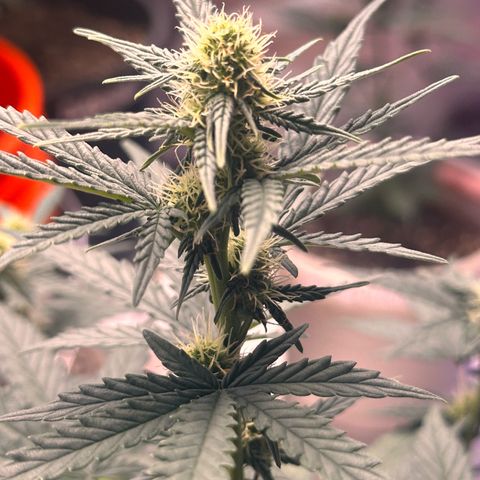GSC growlog timeline photo