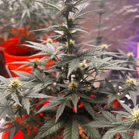 GSC growlog timeline photo