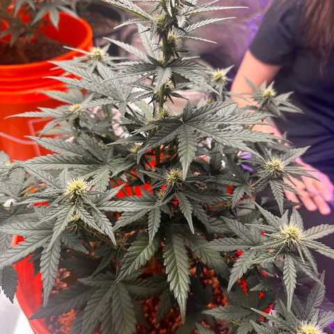 GSC growlog timeline photo