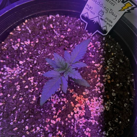 Mephisto’s Wedding  growlog timeline photo