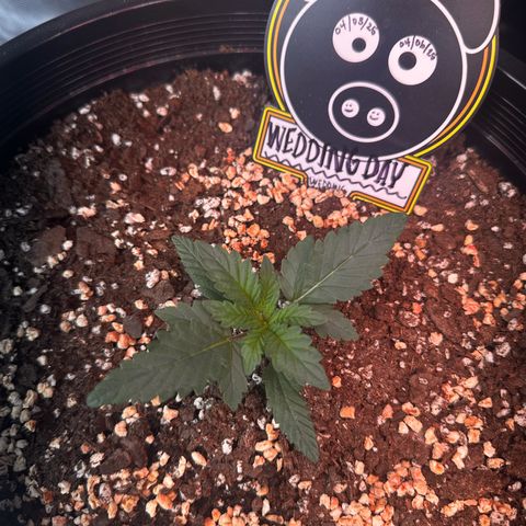 Mephisto’s Wedding  growlog timeline photo
