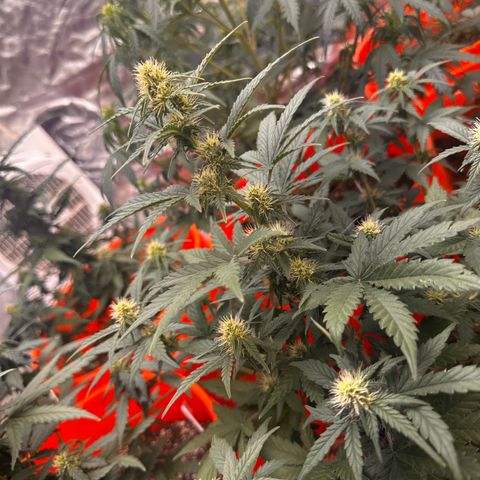 GSC growlog timeline photo